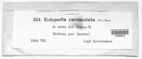Eutypella cerviculata image